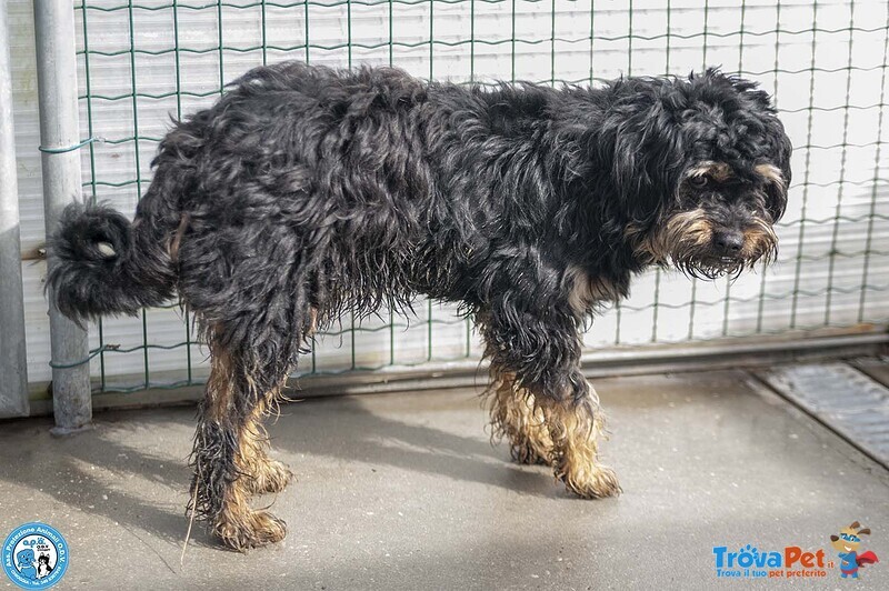 Teo: il Riscatto di un Piccolo Guerriero - Foto n. 4