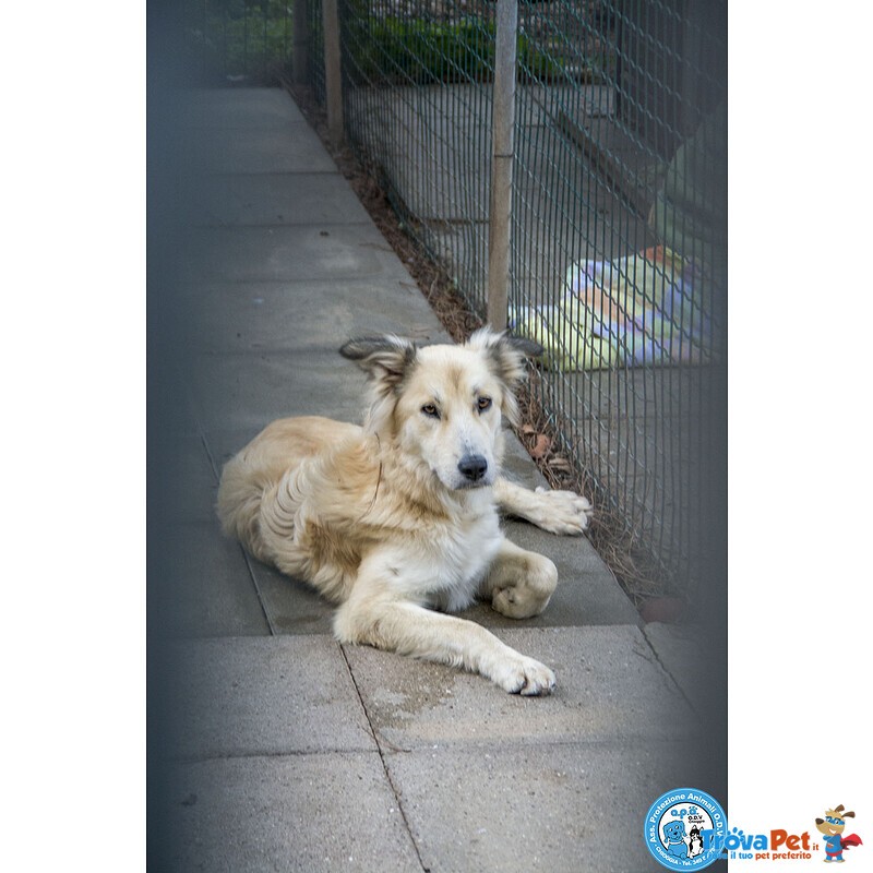 Asia, Astro, aria : tre Fratelli Timidi e Dolci... - Foto n. 1