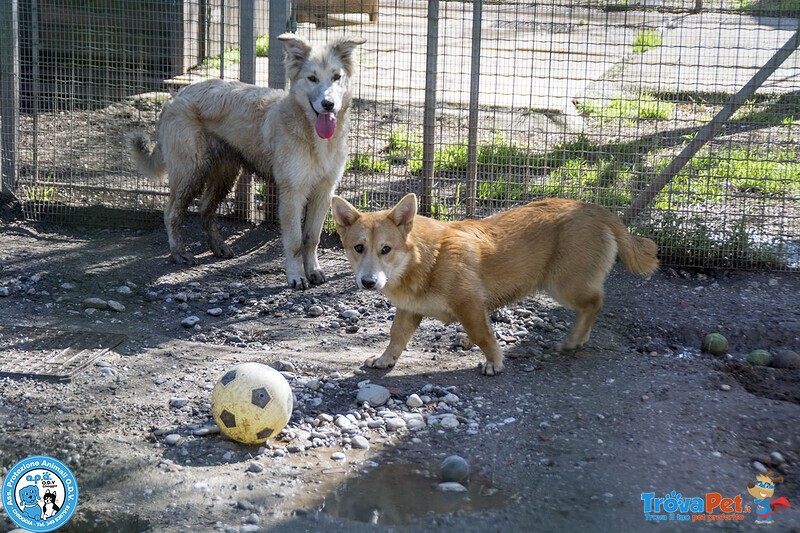 Asia, Astro, aria : tre Fratelli Timidi e Dolci... - Foto n. 2