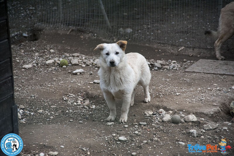 Asia, Astro, aria : tre Fratelli Timidi e Dolci... - Foto n. 3