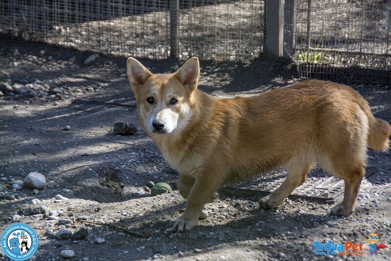 Asia, Astro, aria : tre Fratelli Timidi e Dolci... - Foto n. 4