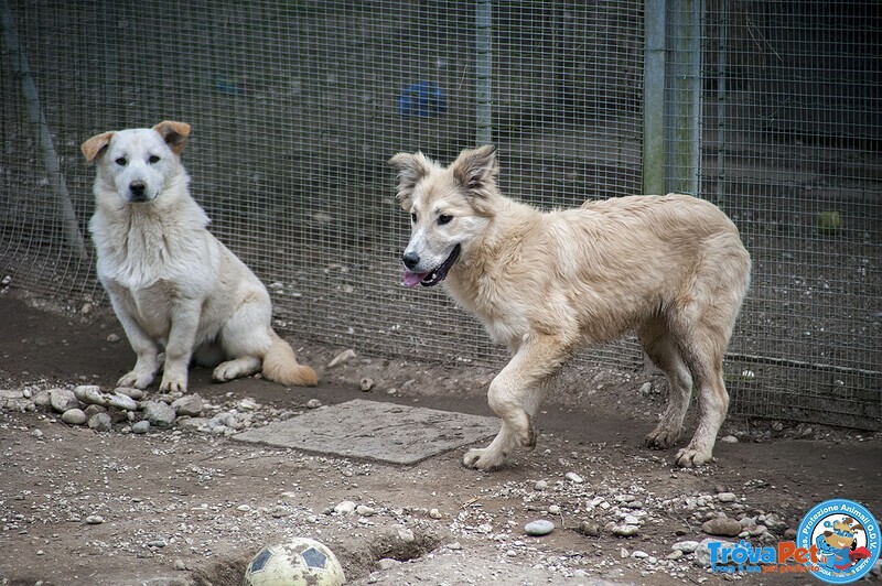 Asia, Astro, aria : tre Fratelli Timidi e Dolci... - Foto n. 5