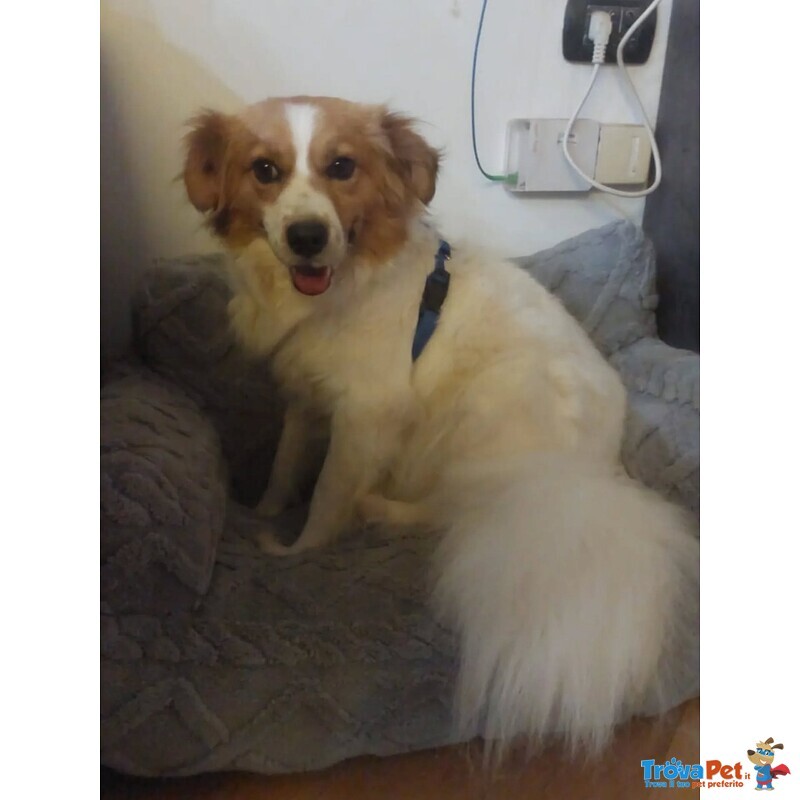 Gemma Cagnolina 3 anni e Mezzo Cerca casa - Taglia Medio Piccola - Foto n. 2