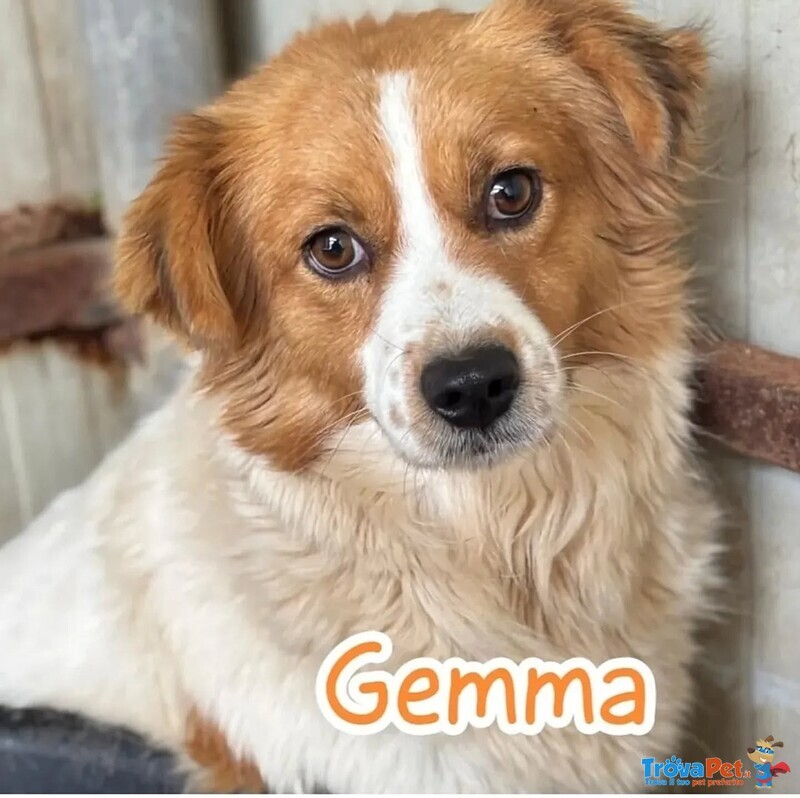 Gemma Cagnolina 3 anni e Mezzo Cerca casa - Taglia Medio Piccola - Foto n. 3