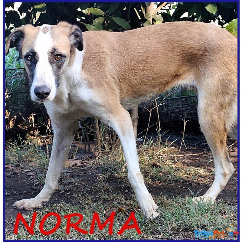 Norma un po' Timorsa Sogna una Famiglia - Foto n. 1