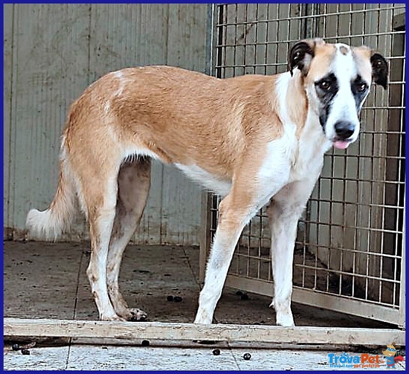 Norma un po' Timorsa Sogna una Famiglia - Foto n. 3