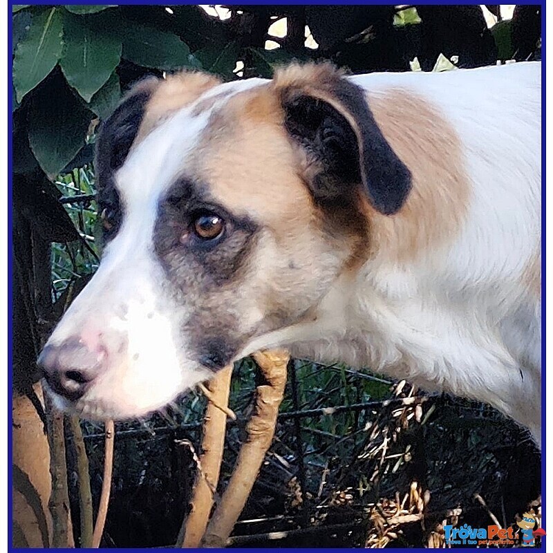 Norma un po' Timorsa Sogna una Famiglia - Foto n. 4