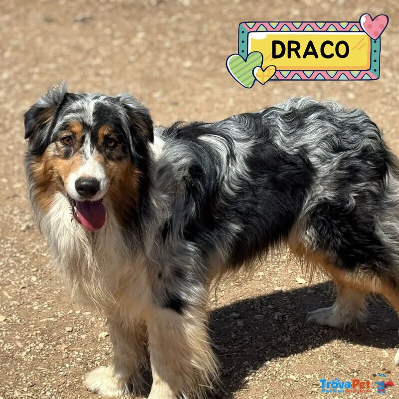 Draco Australian Sheperd blu Merle Cerca casa - in Adozione - Foto n. 1
