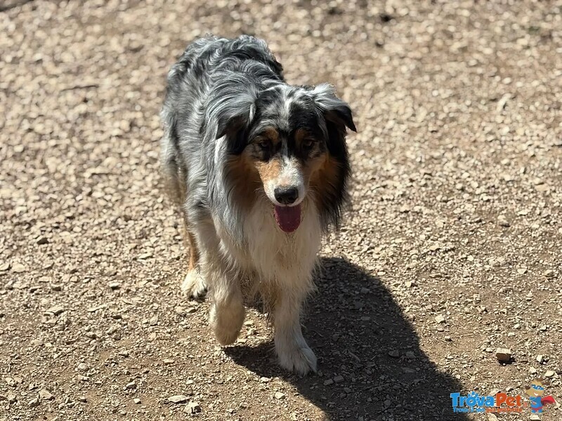 Draco Australian Sheperd blu Merle Cerca casa - in Adozione - Foto n. 2