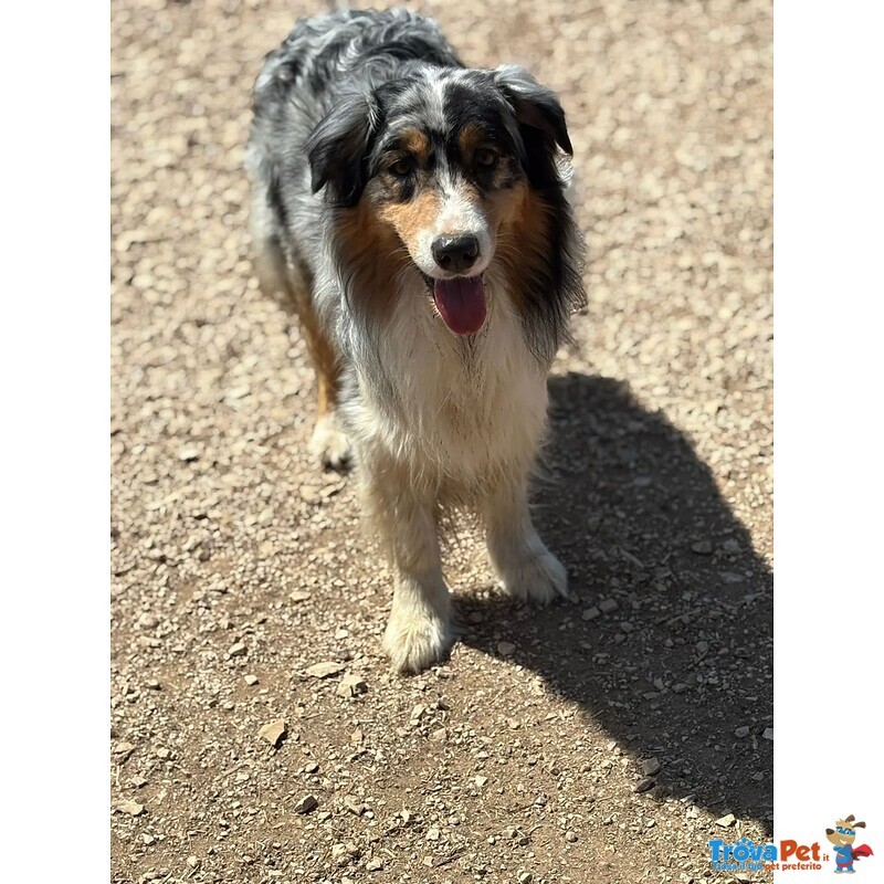 Draco Australian Sheperd blu Merle Cerca casa - in Adozione - Foto n. 3