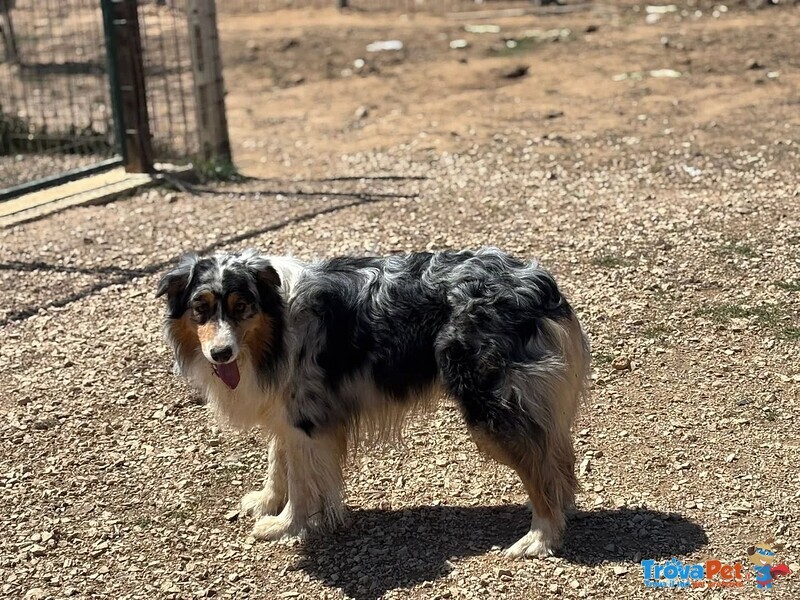 Draco Australian Sheperd blu Merle Cerca casa - in Adozione - Foto n. 4