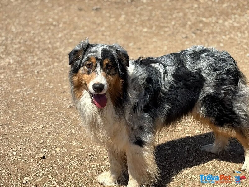 Draco Australian Sheperd blu Merle Cerca casa - in Adozione - Foto n. 5