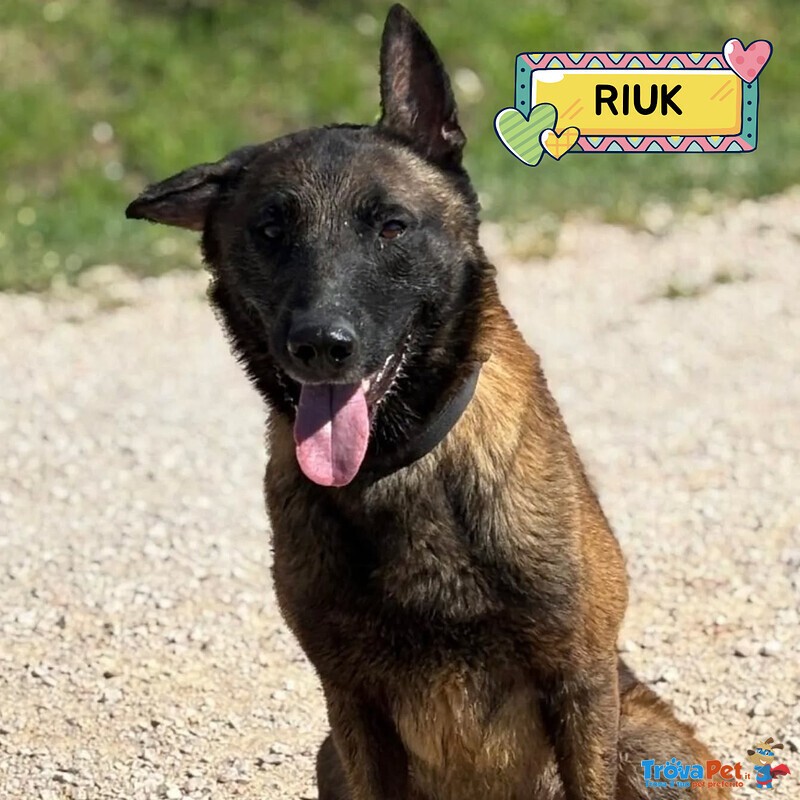 Riuk - Pastore Belga Malinois Cerca casa - in Adozione - Foto n. 1