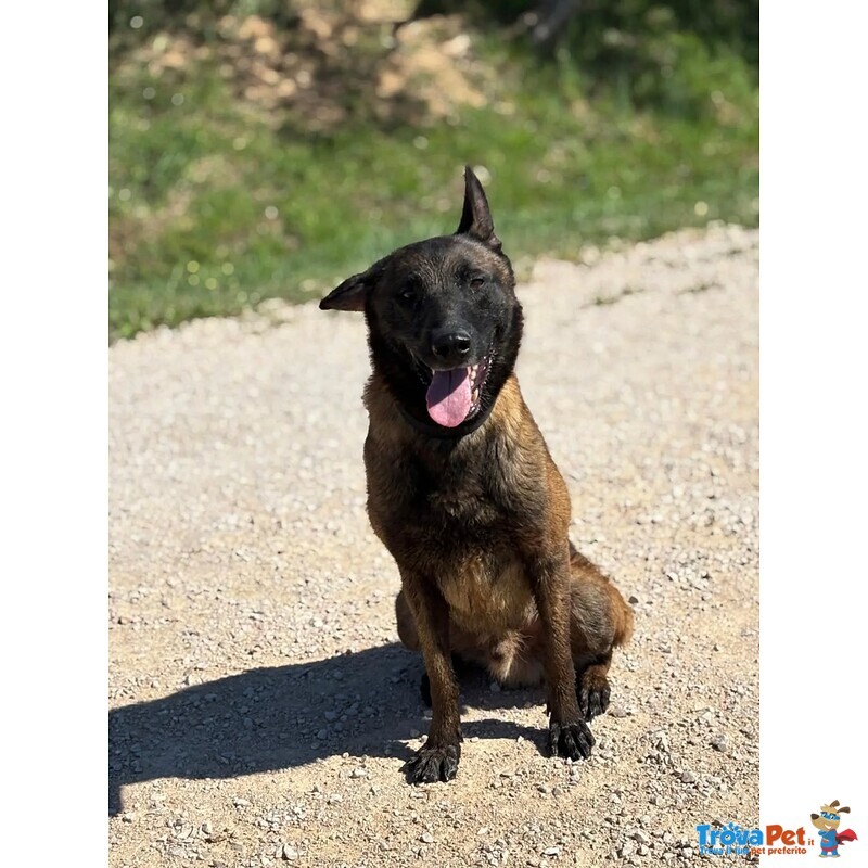 Riuk - Pastore Belga Malinois Cerca casa - in Adozione - Foto n. 2