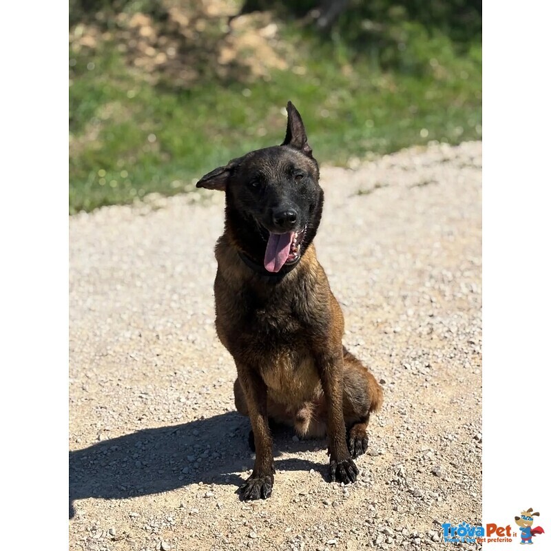 Riuk - Pastore Belga Malinois Cerca casa - in Adozione - Foto n. 3