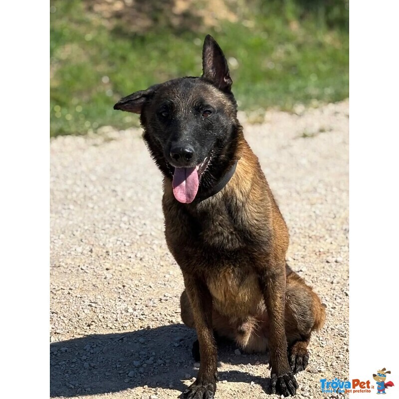 Riuk - Pastore Belga Malinois Cerca casa - in Adozione - Foto n. 4