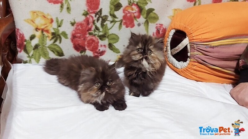 Cuccioli di Persiano - Foto n. 2
