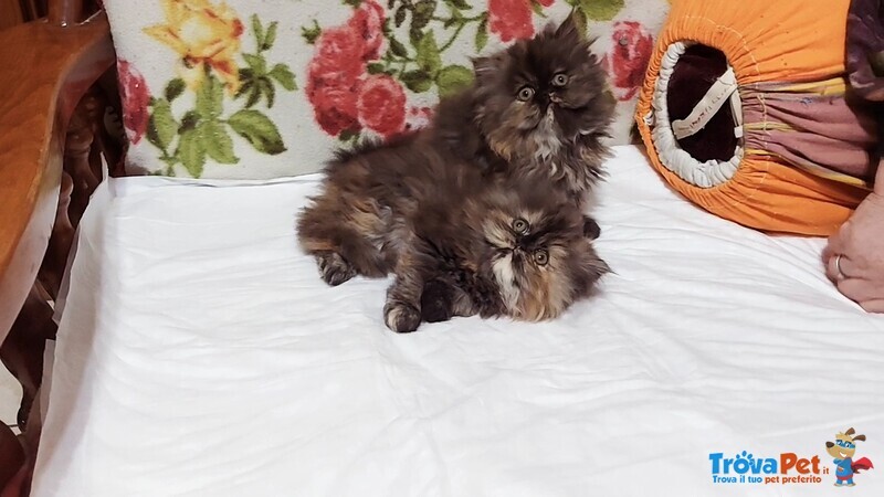 Cuccioli di Persiano - Foto n. 3