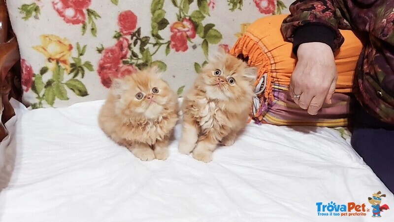 Cuccioli di Persiano - Foto n. 5