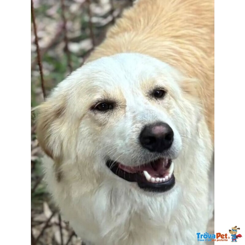 Fresia mix Golden Retriever 1 anno e Mezzo Cerca casa - in Adozione - Foto n. 3