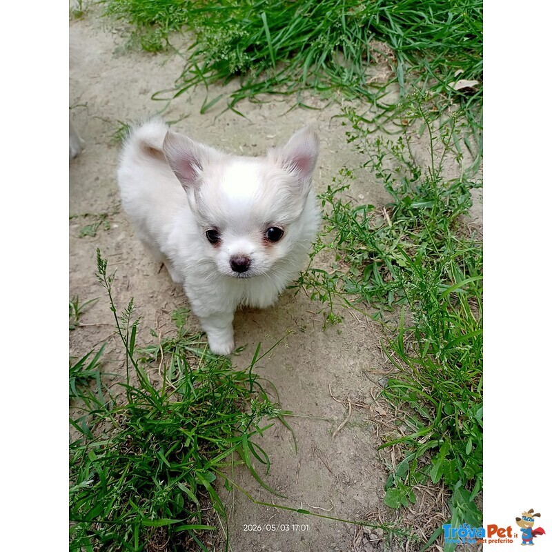 Cucciolo di Chihuahua a pelo Lungo Maschio - Foto n. 1