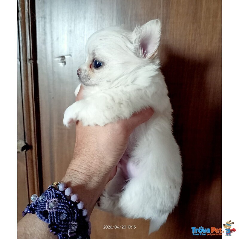 Cucciolo di Chihuahua a pelo Lungo Maschio - Foto n. 2