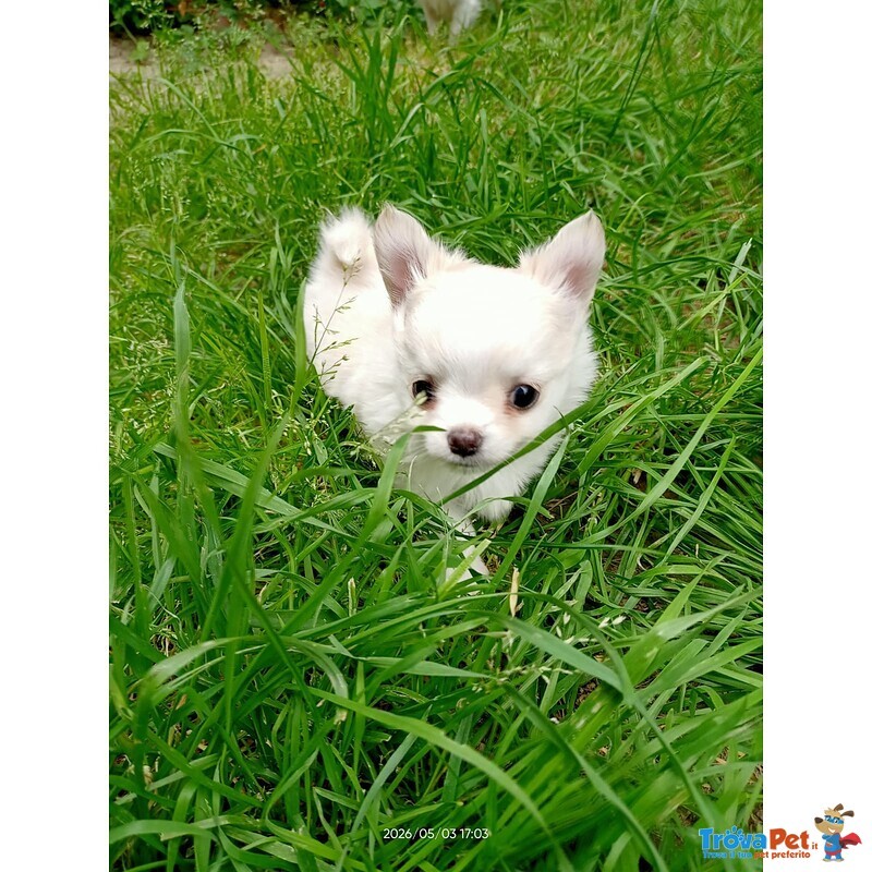 Cucciolo di Chihuahua a pelo Lungo Maschio - Foto n. 3