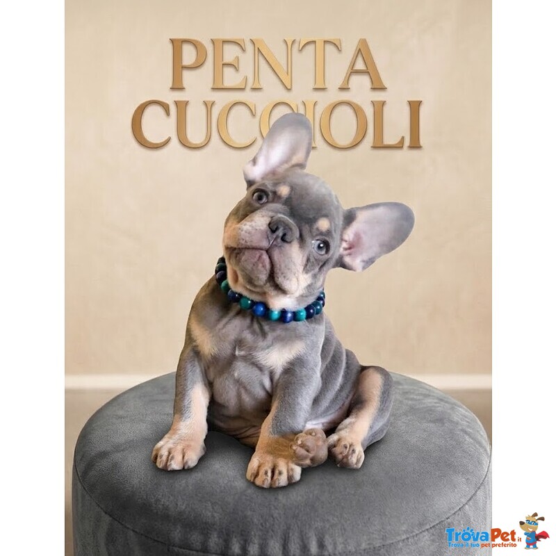 Bulldog Francese Cuccioli blu - Bouledogue Puppy pag. Dilazionato - Foto n. 1