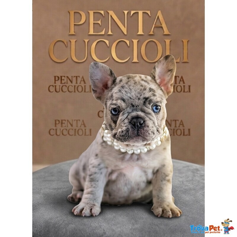 Bulldog Francese Cuccioli Merle - Bouledogue Puppy - tuo a Rate - Foto n. 1