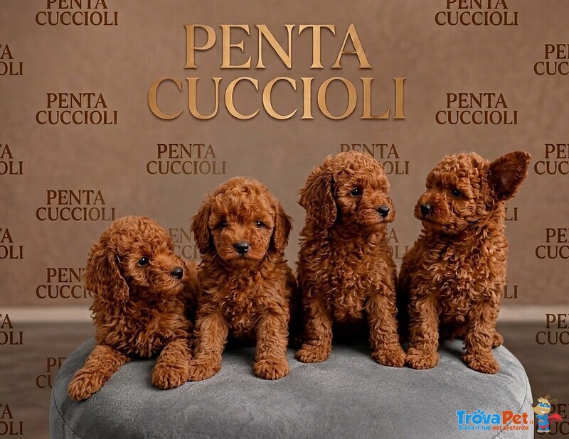 Barboncino toy Cuccioli red. - Barboncini toy Poodle - pag Dilazionato - Foto n. 1
