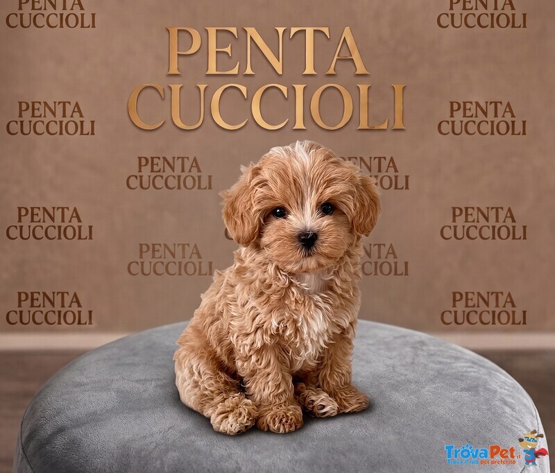 Maltipoo - Maltipo Cuccioli - pag Dilazionato - Foto n. 1
