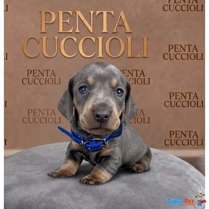Bassotto nano Tedesco - Bassotti nani Cuccioli blu - pag Agevolato - Foto n. 1