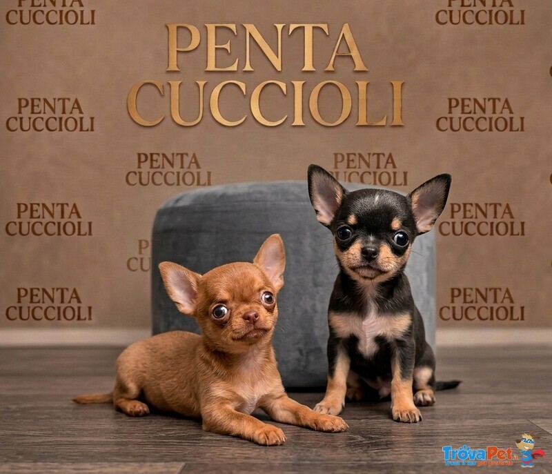 Chihuahua toy Cuccioli - Pagamento Agevolato - Foto n. 1