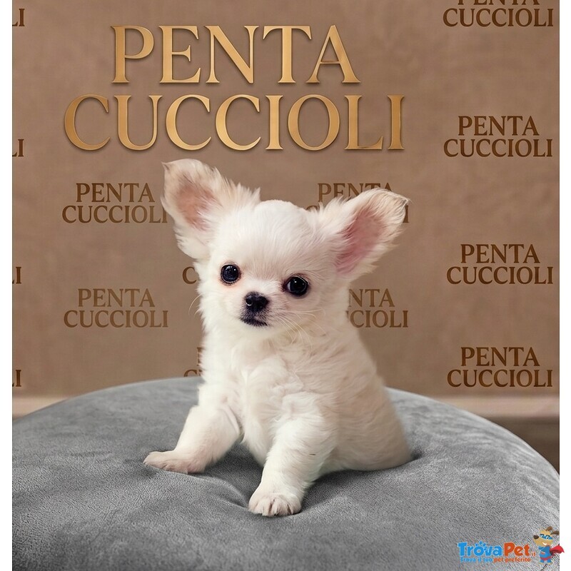 Chihuahua toy Cuccioli pelo Lungo - pag. Agevolato - Foto n. 1