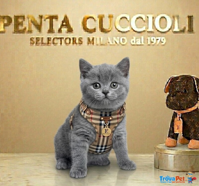British Shorthair Cuccioli blu - pag Dilazionato - Foto n. 1