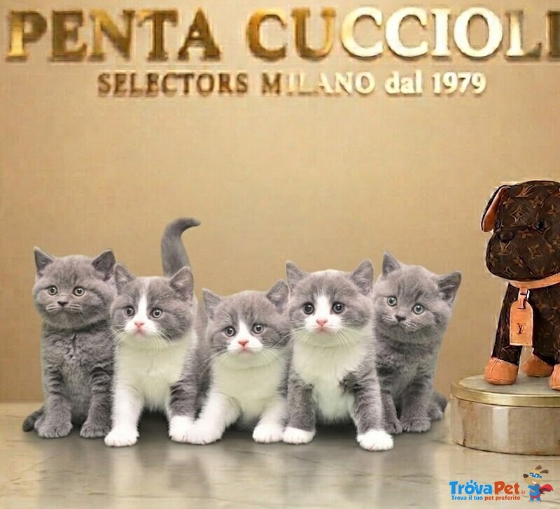 British Shorthair Cuccioli Esotici - pag. Dilazionato - Foto n. 1