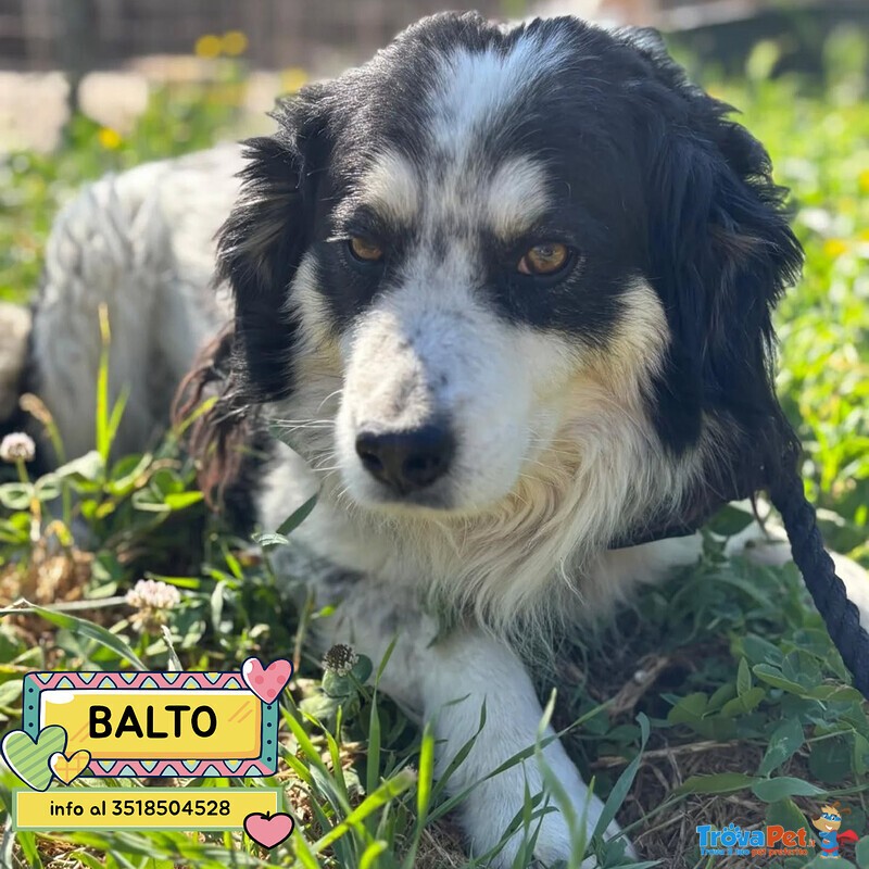 Balto Dolce Cagnolino 7 anni Cerca casa - Taglia Medio Piccola in Adozione - Foto n. 1
