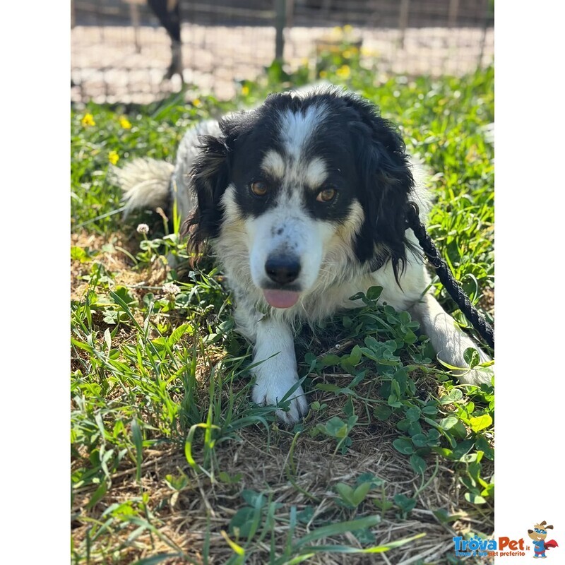 Balto Dolce Cagnolino 7 anni Cerca casa - Taglia Medio Piccola in Adozione - Foto n. 2