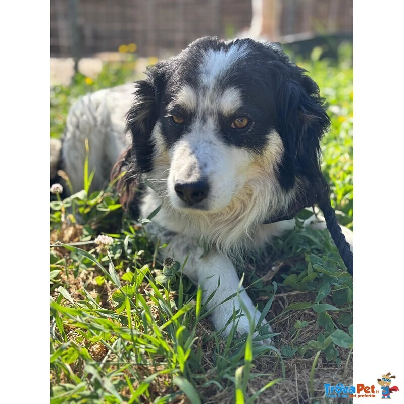 Balto Dolce Cagnolino 7 anni Cerca casa - Taglia Medio Piccola in Adozione - Foto n. 4