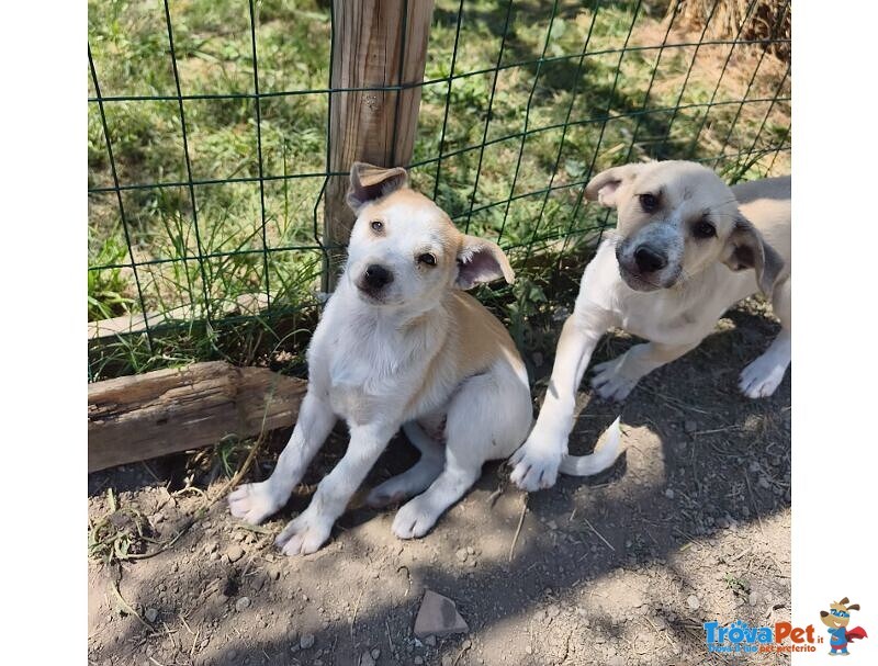 Sole e mela Adorabili Cucciole - Foto n. 1