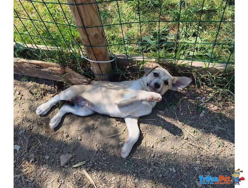 Sole e mela Adorabili Cucciole - Foto n. 4