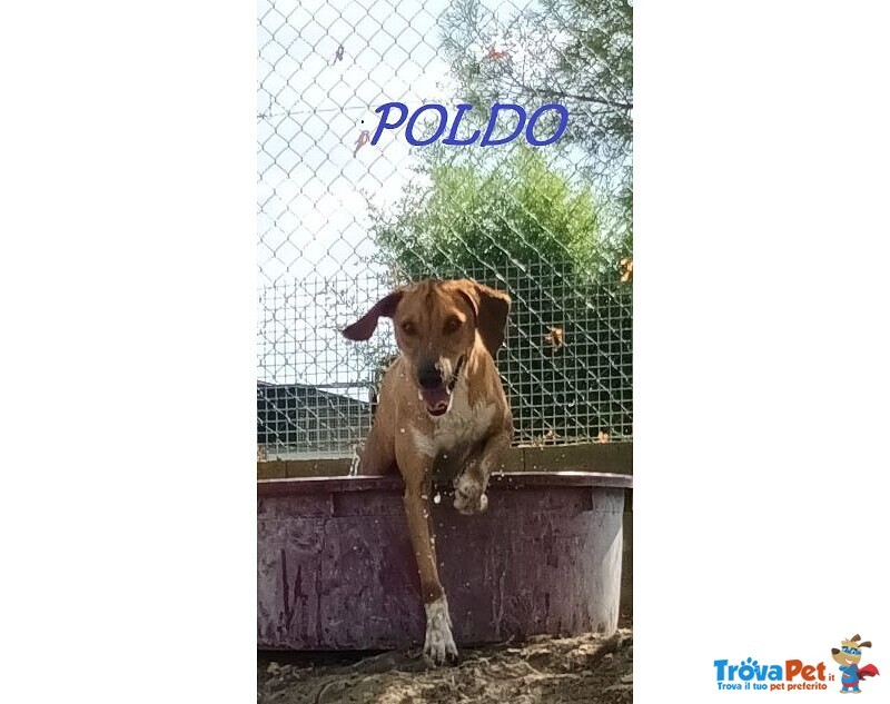 Poldo Esuberante ed Affettuoso! - Foto n. 1