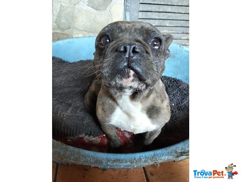 Rossella Dolcissima! Bouledogue Francese - Foto n. 1