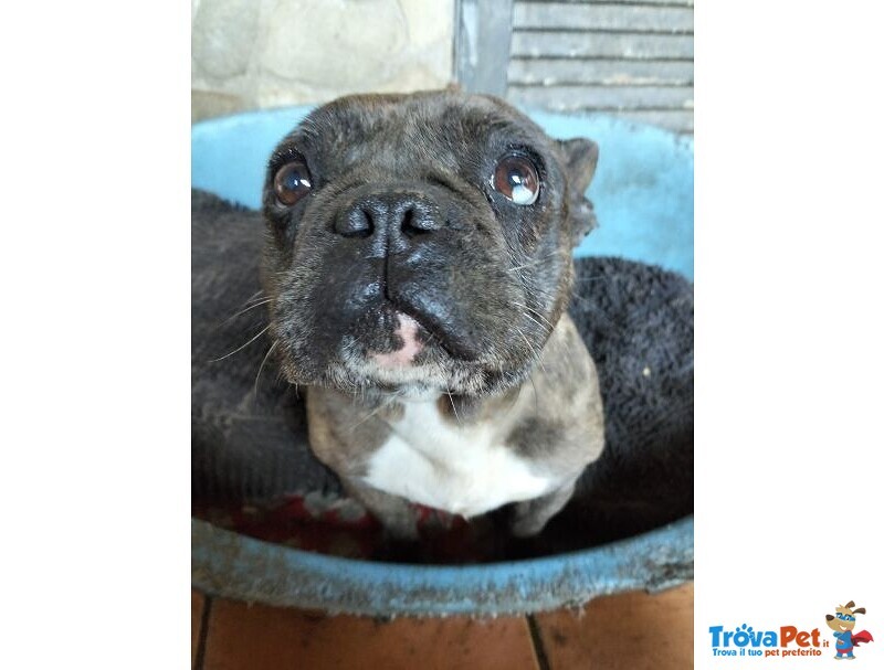 Rossella Dolcissima! Bouledogue Francese - Foto n. 2