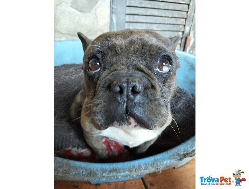Rossella Dolcissima! Bouledogue Francese - Foto n. 3