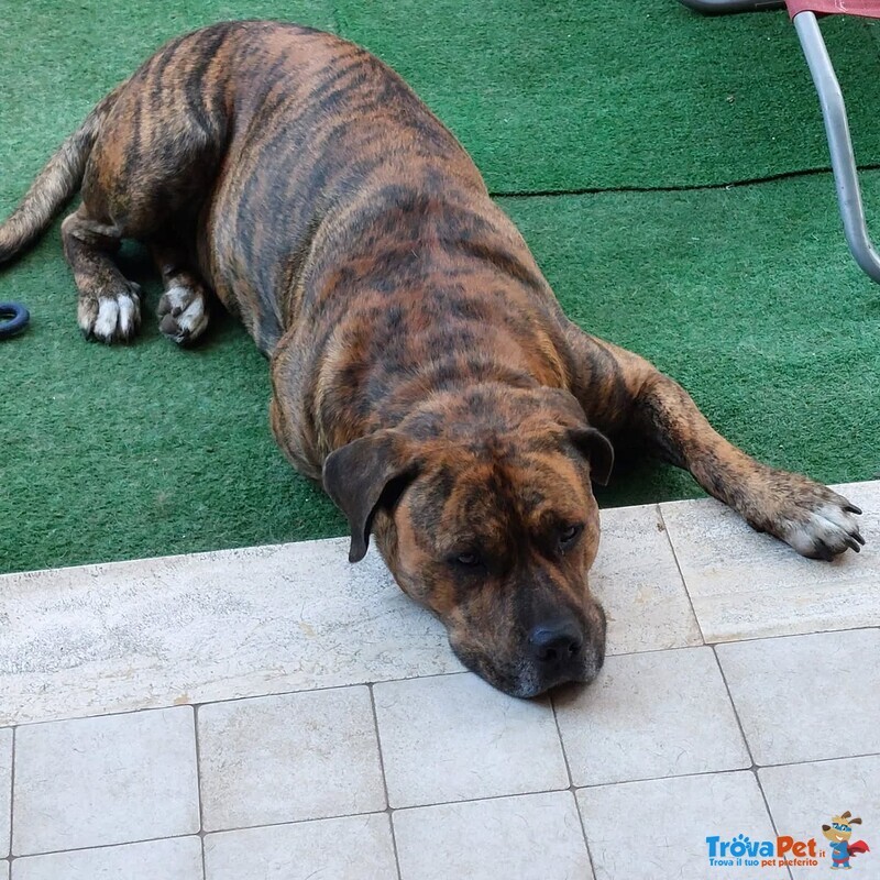 Azlan - mix cane Corso 4 anni Cerca casa - in Adozione - Foto n. 2