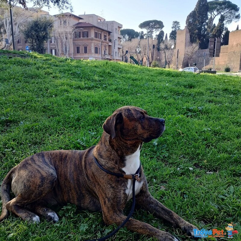 Azlan - mix cane Corso 4 anni Cerca casa - in Adozione - Foto n. 3