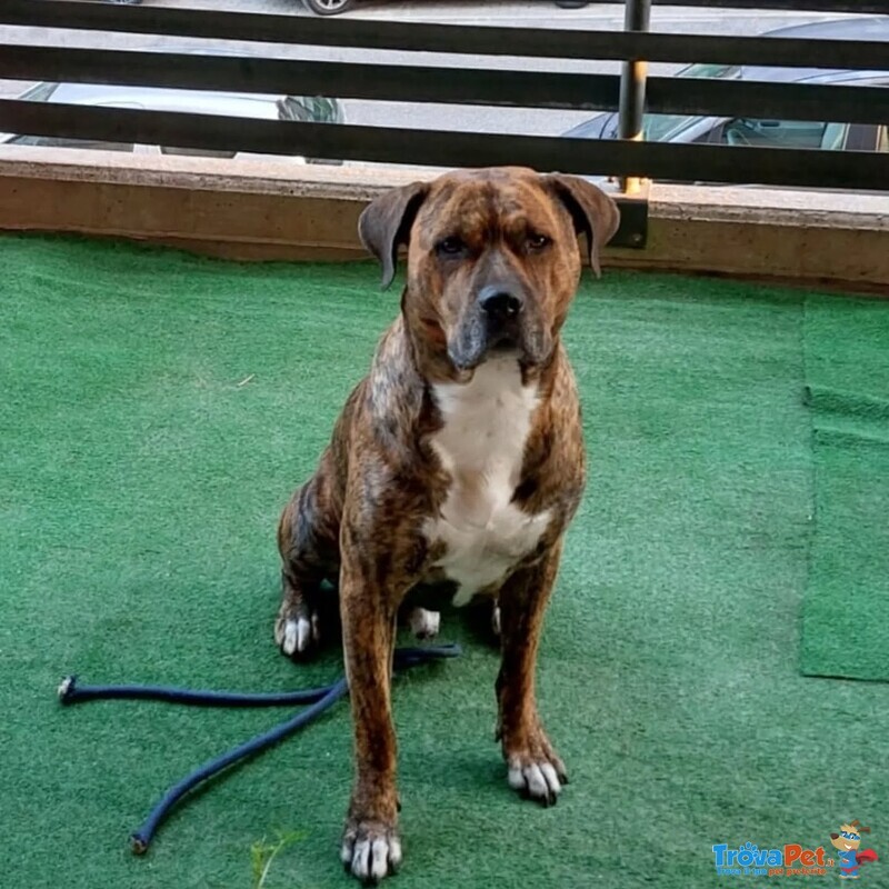 Azlan - mix cane Corso 4 anni Cerca casa - in Adozione - Foto n. 4