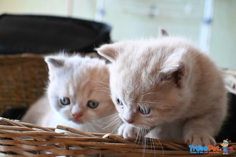Cuccioli British Shorthair con Pedigree - Foto n. 1