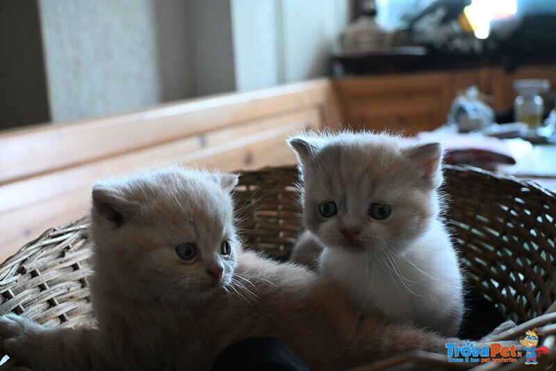 Cuccioli British Shorthair con Pedigree - Foto n. 2